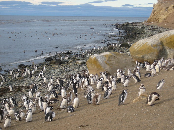 Punta Arenas